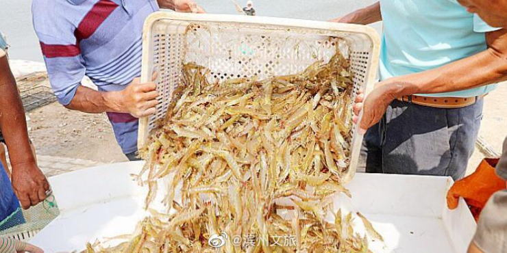 澳门老葡京/山东滨州北海“盐田虾”进入捕捞季，捕捞将一直持续到十月底